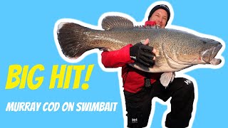 Big Hit! Murray Cod On Swimbait!