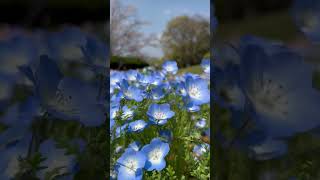 ネモフィラ Nemophila at Aoba no Mori park, Chiba, Japan