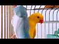 maimikeordoÑez vlog 043 kiwi and blue indian ringneck parrot