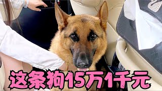 去沈阳参加警犬拍卖，最高拍卖价格33万，最低拍卖价格28000【拉黑和删除的幸福狗生】