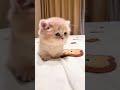 原来小猫真的是液体啊 小猫坏事做尽曲 听完这首变成小猫 猫咪 pets cute animals kitten catlover cutecatandpuppyworld