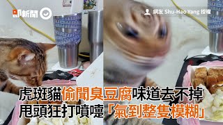 虎斑貓偷聞臭豆腐...味道去不掉！甩頭「氣到整隻模糊」｜寵物｜貓咪｜看新聞