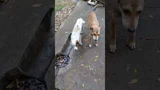 Stray dogs after rain | Raw meat time | Mountain Village -Nature Buddies #viralvideo #uk #shortsfeed