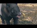 amazonie sauvage animaux sauvages d amazonie documentaire animalier 4k