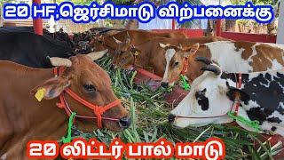 புதிதாக மாடு வாங்குவோர் | Suggestions for first time cow buyers | மாடு வளர்ப்பு | kalnadai tholan