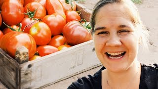 Greenhouse Tomato Harvest