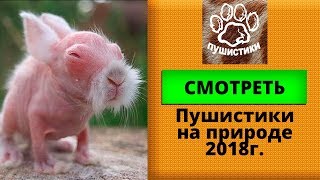 Смешные пушистики на природе, видео про домашних и диких животных