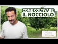 COLTIVARE IL NOCCIOLO: MANUALE PRATICO