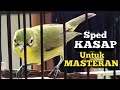 SPED SUPER KASAP LEBIH GACOR NGEJOS | MASTER NYA KECIAL KUNING JUARA