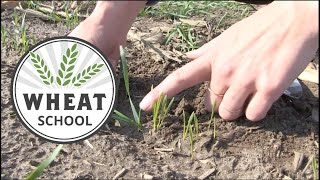 Wheat School: Assessing precision planting emergence