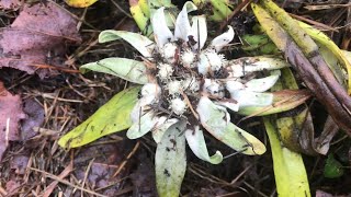 “first year” EDELWEISS flowers (very exciting)