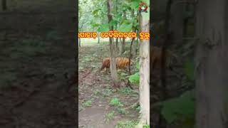 Barapahad Jangal Re Bulu Chi Maha Balaya Bhaga #debrigarh #ambabhon #barapahad #jangalmetiger #tiger