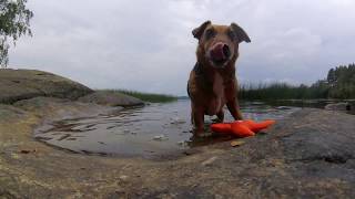 Bertie swimming in Littoistenjärvi