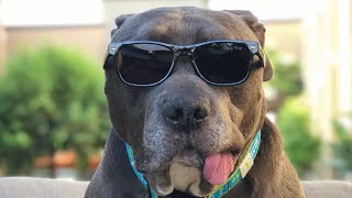 Senior dog is a delightful blend of beauty and brain