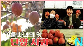 겨울 사과의 맛 단양사과/ 생방송 아침N