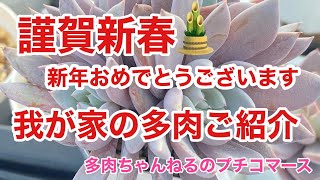 謹賀新春❣️2021年可愛い我が家の多肉ご紹介❣️