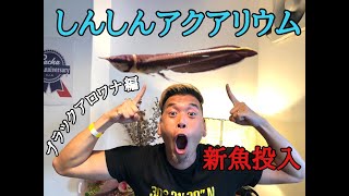 【熱帯魚】しんしんアクアリウム新魚投入！〜ブラックアロワナ編〜