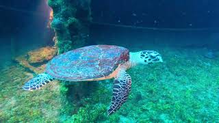 Bikini Atoll Trip: Dive #1 Saratoga GoPro Highlights