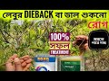 লেবুগাছের Dieback বা ডাল শুকনো রোগের সফল treatment.dieback treatment of Citrus tree.dieback disease