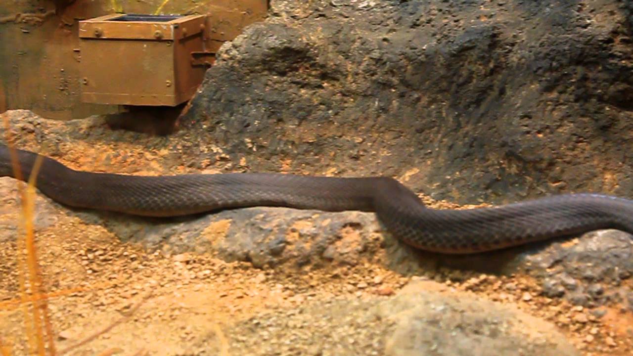 Venomous Black Mamba At The Atlanta Zoo Is The Longest Venomous Snake ...