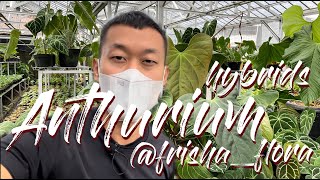 Indonesia Anthurium Nursery tour (Variegated, Hybrids, Species,) @frisha_flora