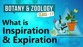 What Is Inspiration \u0026 Expiration - Human Respiration - Biology Class 11