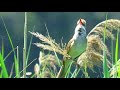 veliki trstenjak achrocepalus arundinaceus great red walbler birds of croatia