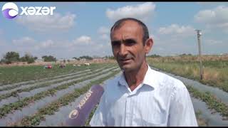 Cəlilabadda çiyələk yığımı davam edir