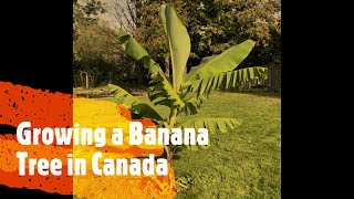 🍁🍌Growing and caring for Banana trees/plants in Canada!! 🍌🍁