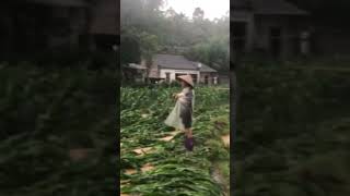 越南农村下大雨洪水大风玉米准备开花🌽季节都坏了p7416#shorst