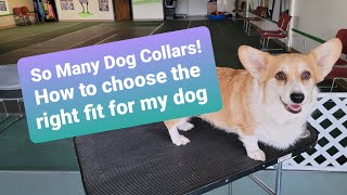 Dog Collars ~ So many choices! How do I choose the right dog collar for my dog?