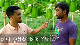 চাল কুমড়া চাষ পদ্ধতি|লাভবান কৃষক নিধন|এইভাবে চাষ করলে মাত্র ৩০ দিনেই চাল কুমড়ার বাম্পার ফলন পাবেন |