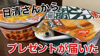 【柴犬】日清さんから素敵なプレゼントが届きました！