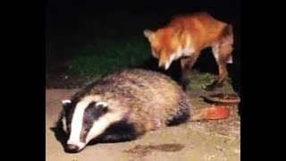 Fox and Badger