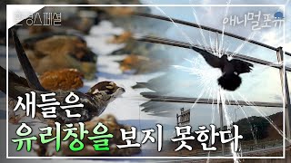 연간 800만마리 새들의 두개골이 위험하다! 조류 충돌을 막기 위한 방법? ㅣ 유리창 살해사건 ㅣKBS 환경스페셜 210311 방송