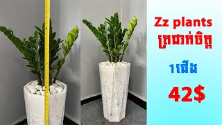 Zz plants ត្រជាក់ចិត្ត