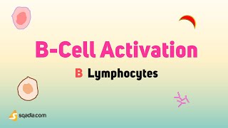 B Lymphocytes - B-Cell Activation