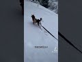 朝起きたら雪が積もっていてテンションが上がった豆柴ケケです shortvideo 豆柴 shibainu まめしばのいる暮らし 三毛柴 shorts 雪遊び