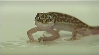 Dank Geckohaut sauber und trocken bleiben - science