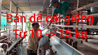 Giá dê hôm nay tăng mạnh . bán dê giống nhỏ từ 10kg đến 30kg #DũngDêVlog