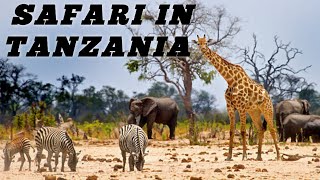 Tanzania Best Safari Place In Africa! WiLDLiFE ANiMALS.