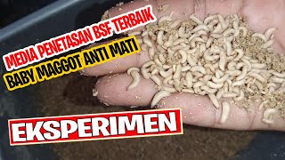 Eksperimen Media Penetasan Telur Maggot BSF Terbaik- Baby Maggot Tumbuh Subur