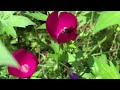 two spotted longhorn bee on purple poppy mallow at lurie garden.