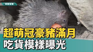 可愛冠豪豬 | 壽山動物園超萌冠豪豬滿月 吃貨模樣曝光