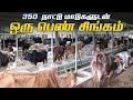 350 நாட்டு மாடுகளுடன் ஒரு பெண் சிங்கம் | Srri Kumaragiri Gosala | Jallikattu Kaalai