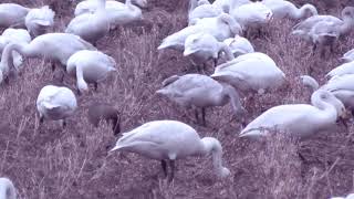 Swans and Geese are having a dinner party.　ハクチョウとマガンとハクガンが、夕食会をしています【 Nussie Village / ぬっしー村 】