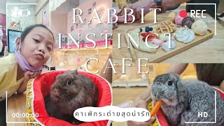 Rabbit instinct Cafe รีวิว คาเฟ่กระต่ายในกรุงเทพ เข้าฟรี ไม่จำกัดเวลา