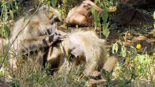 How Grooming Plays a Role in Helping Baboons Reproduce (4K)