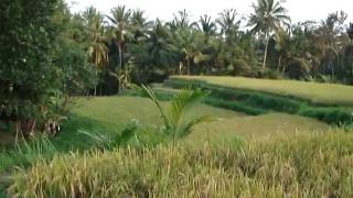 Rice Paddy to Sari Organic