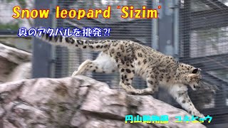 奥のアクバルを挑発⁈（円山動物園　ユキヒョウのシジム）~ Snow leopard \